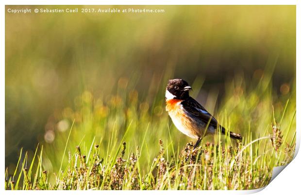 Stonechat sits at Loch Etive on the Scottish Highl Print by Sebastien Coell