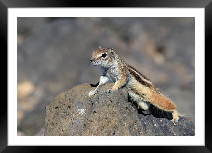 Barbary ground squirrel (atlantoxerus getulus)   Framed Mounted Print by chris smith