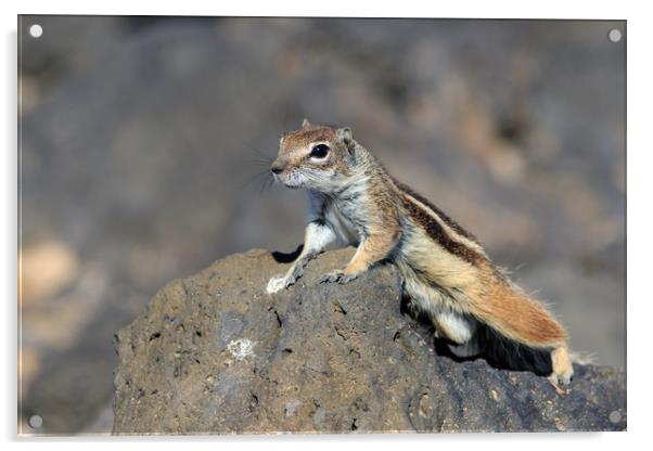 Barbary ground squirrel (atlantoxerus getulus)   Acrylic by chris smith