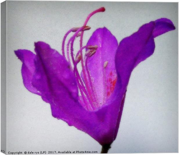 purple flora-closeup Canvas Print by dale rys (LP)