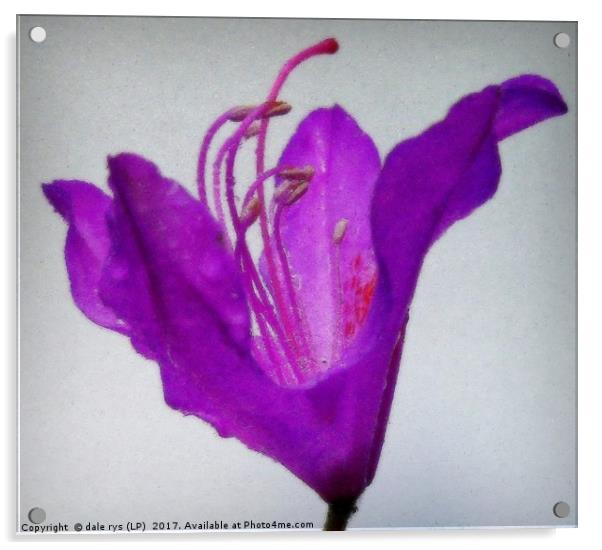 purple flora-closeup Acrylic by dale rys (LP)