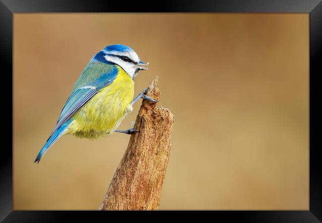 Blue Tit (Parus caeruleus)  Framed Print by chris smith