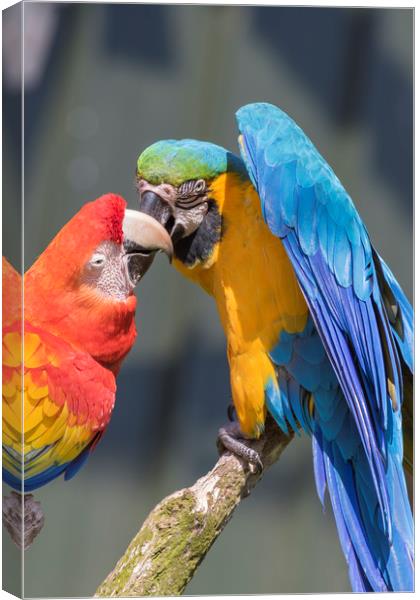 Blue-and-yellow macaw  Canvas Print by chris smith