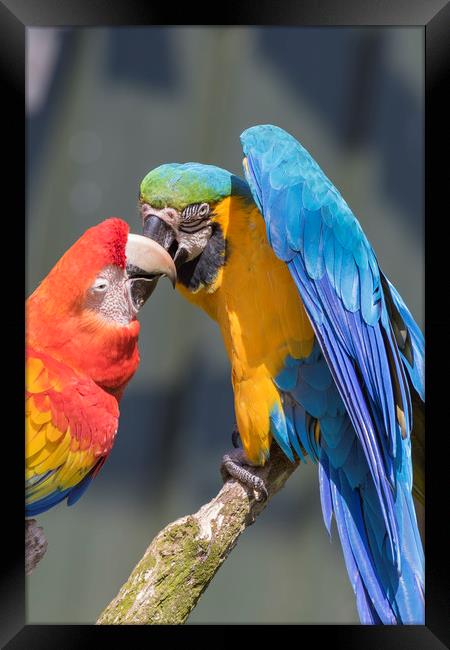 Blue-and-yellow macaw  Framed Print by chris smith