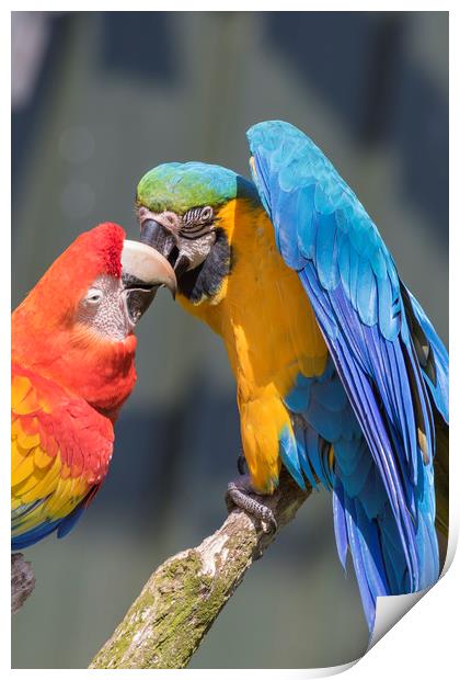 Blue-and-yellow macaw  Print by chris smith