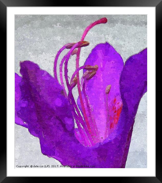 purple flora-closeup Framed Mounted Print by dale rys (LP)