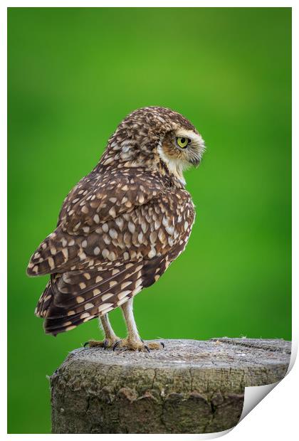 Burrowing owl (Athene cunicularia)  Print by chris smith