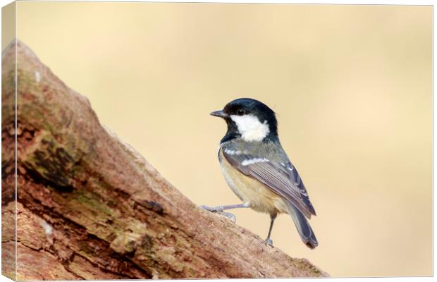 Coal Tit (Periparus ater)  Canvas Print by chris smith