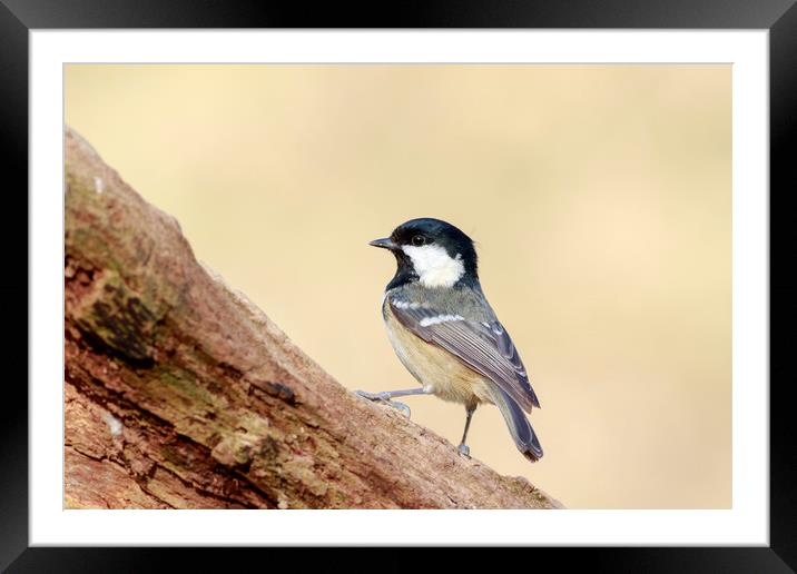 Coal Tit (Periparus ater)  Framed Mounted Print by chris smith