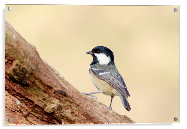 Coal Tit (Periparus ater)  Acrylic by chris smith