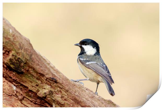 Coal Tit (Periparus ater)  Print by chris smith