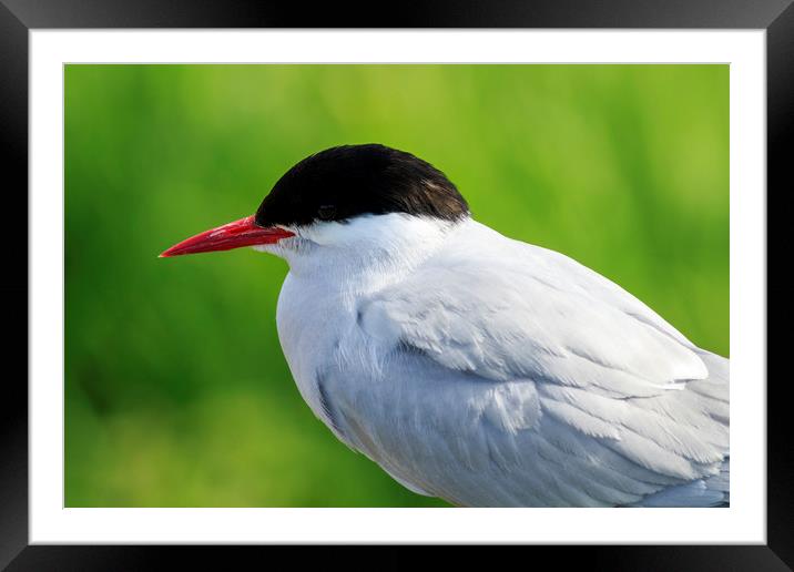 Arctic tern  Framed Mounted Print by chris smith
