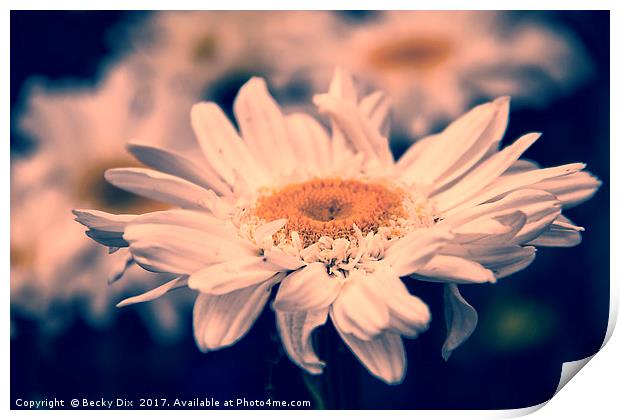 Michaelmas Daisy. Print by Becky Dix