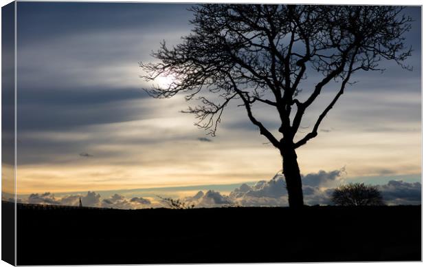 Silhouetted Tree Canvas Print by Gary Finnigan