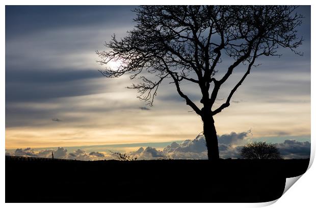 Silhouetted Tree Print by Gary Finnigan