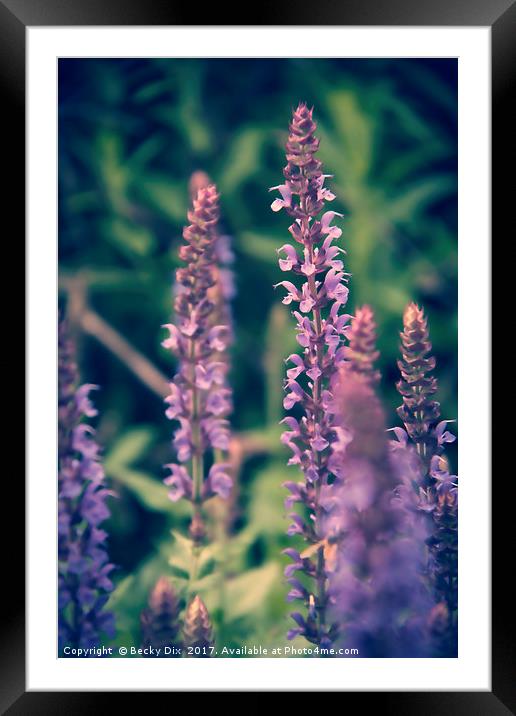 Purple Salvia. Framed Mounted Print by Becky Dix