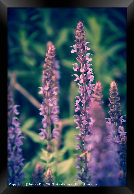 Purple Salvia. Framed Print by Becky Dix