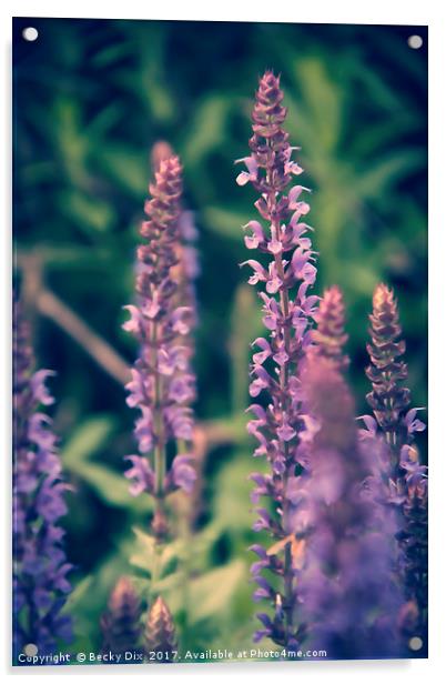 Purple Salvia. Acrylic by Becky Dix