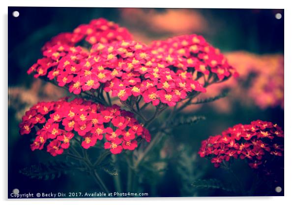 Red Yarrow. Acrylic by Becky Dix