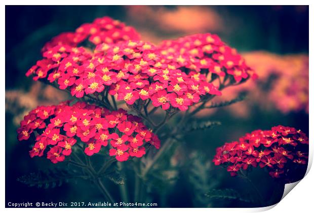 Red Yarrow. Print by Becky Dix