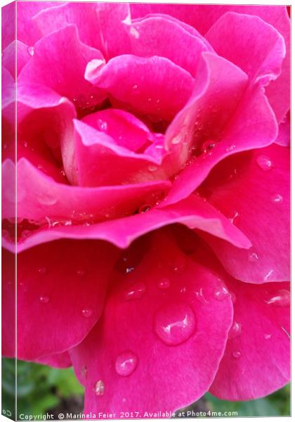 pink rose petals Canvas Print by Marinela Feier