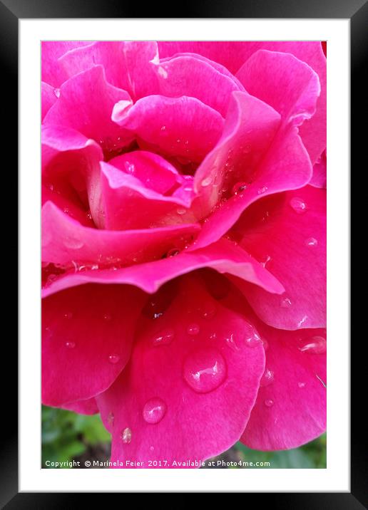 pink rose petals Framed Mounted Print by Marinela Feier