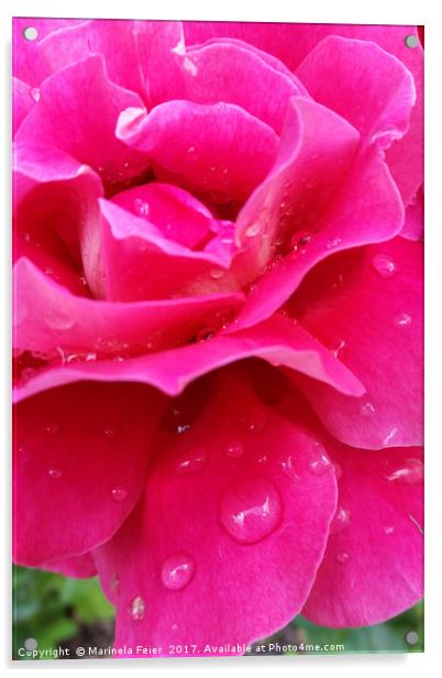 pink rose petals Acrylic by Marinela Feier