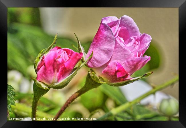 Ready To Bloom Framed Print by Philip Gough