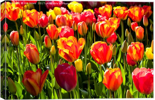 A nice bunch of Tulips Canvas Print by Jim Jones