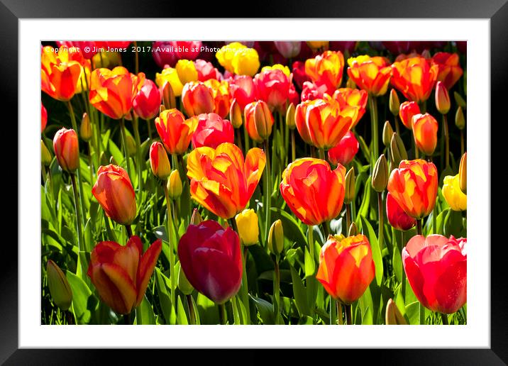 A nice bunch of Tulips Framed Mounted Print by Jim Jones