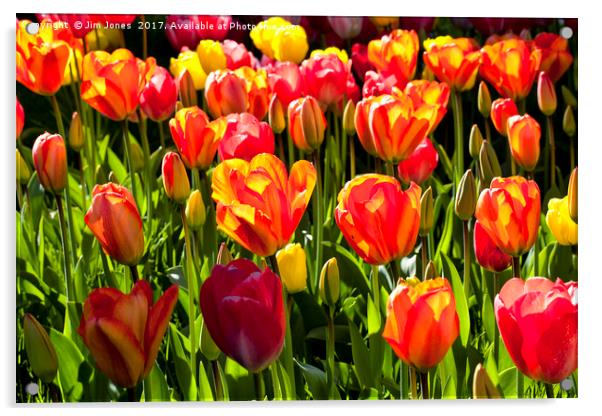 A nice bunch of Tulips Acrylic by Jim Jones