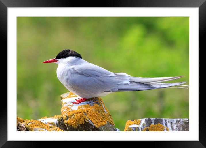 Arctic tern  Framed Mounted Print by chris smith