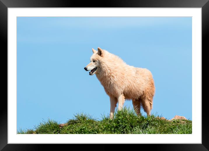Arctic wolf  (Canis lupus arctos)  Framed Mounted Print by chris smith