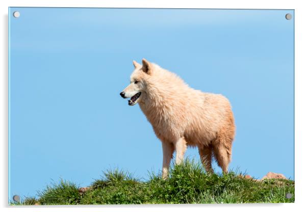 Arctic wolf  (Canis lupus arctos)  Acrylic by chris smith