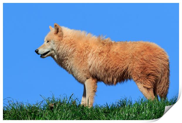 Arctic wolf  (Canis lupus arctos)  Print by chris smith