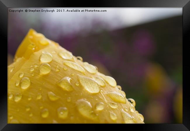 Water Droplets Framed Print by Stephen Dryburgh