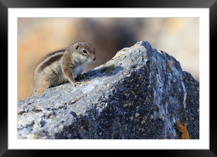 Barbary ground squirrel (atlantoxerus getulus)  Framed Mounted Print by chris smith