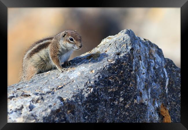Barbary ground squirrel (atlantoxerus getulus)  Framed Print by chris smith