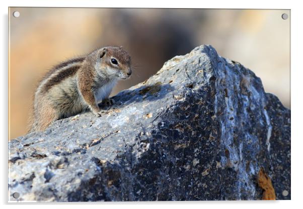 Barbary ground squirrel (atlantoxerus getulus)  Acrylic by chris smith