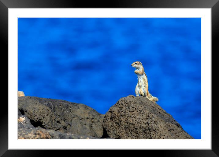 Barbary ground squirrel (atlantoxerus getulus)    Framed Mounted Print by chris smith
