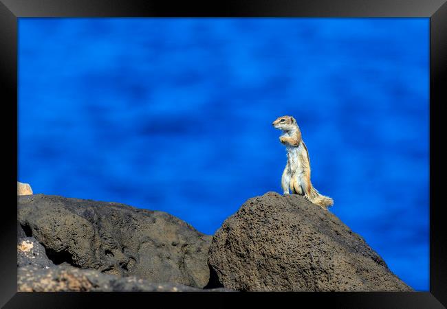 Barbary ground squirrel (atlantoxerus getulus)    Framed Print by chris smith