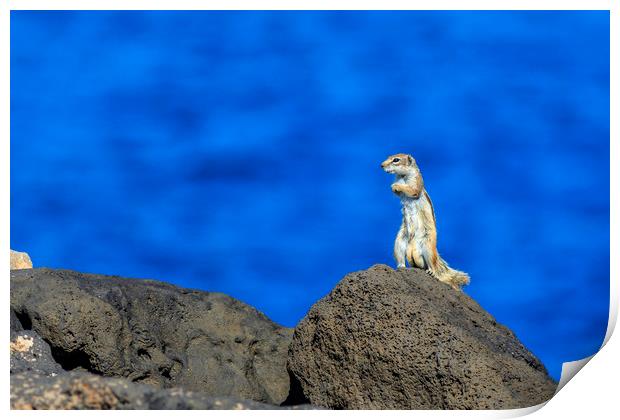 Barbary ground squirrel (atlantoxerus getulus)    Print by chris smith