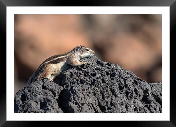 Barbary ground squirrel (atlantoxerus getulus)  Framed Mounted Print by chris smith
