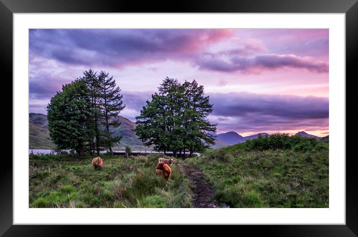 Highland coo's  Framed Mounted Print by Sam Smith