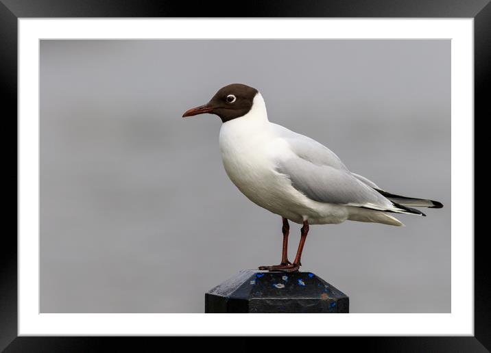 Black headed gull  Framed Mounted Print by chris smith