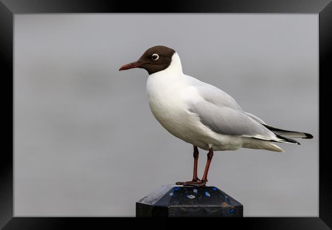 Black headed gull  Framed Print by chris smith