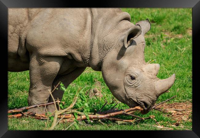 Black rhinoceros  Framed Print by chris smith