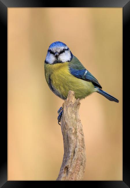 Blue Tit (Parus caeruleus)  Framed Print by chris smith
