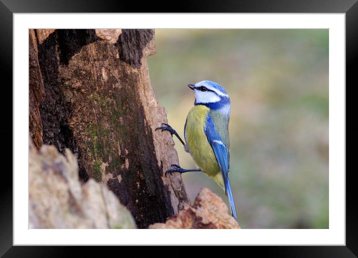 Blue Tit (Parus caeruleus)       Framed Mounted Print by chris smith