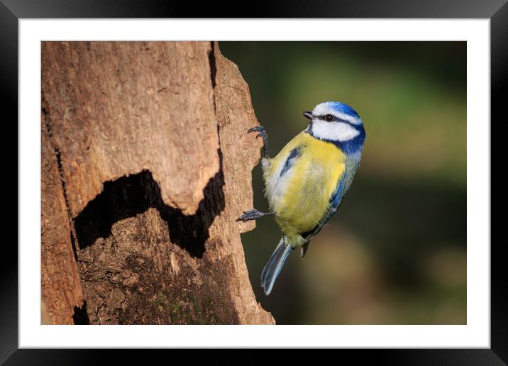 Blue Tit (Parus caeruleus)    Framed Mounted Print by chris smith